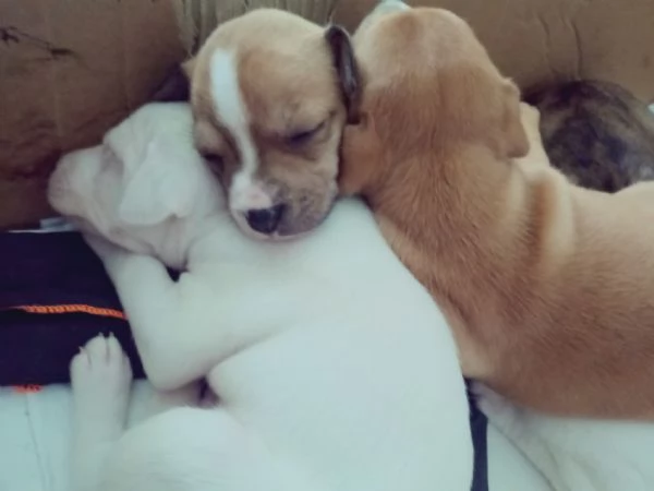 Cuccioli English Staffordshire bull terrier Staffy