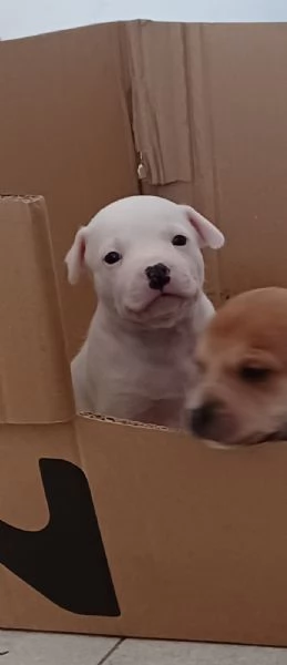 Cuccioli English Staffordshire bull terrier Staffy | Foto 3
