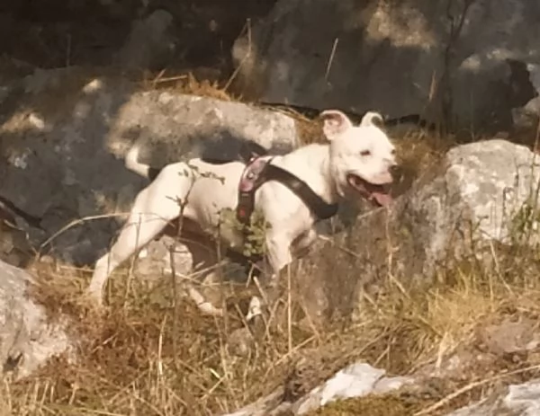 Cuccioli English Staffordshire bull terrier Staffy | Foto 1