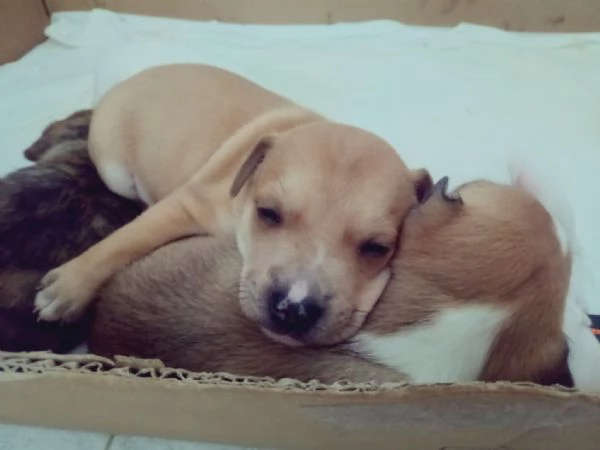 Cuccioli English Staffordshire bull terrier Staffy | Foto 0