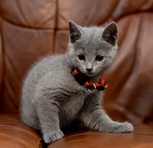 Splendidi gattini Blu di Russia