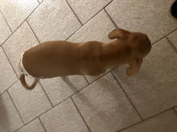 Pitbull 2 mesi femmina | Foto 0