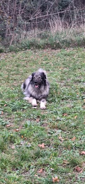 Pastori del Carso | Foto 0