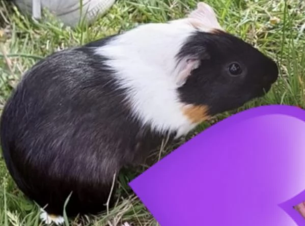 Cavia Maschio  | Foto 2