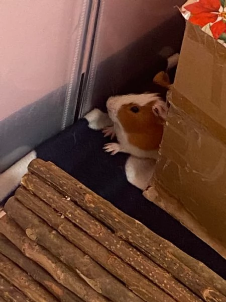 Cavia Maschio  | Foto 1