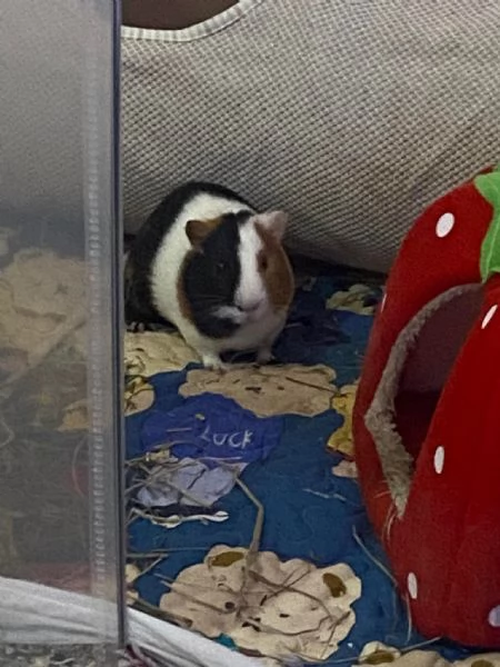 Cavia Maschio  | Foto 0