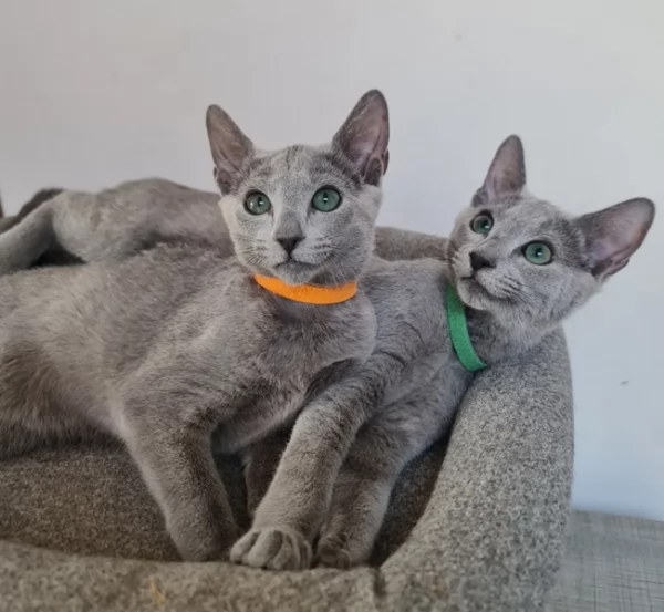 Gattini Blu di Russia Ipoallergenici | Foto 0