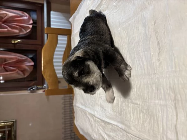 Vendita cucciolo Schnauzer nano maschio 
