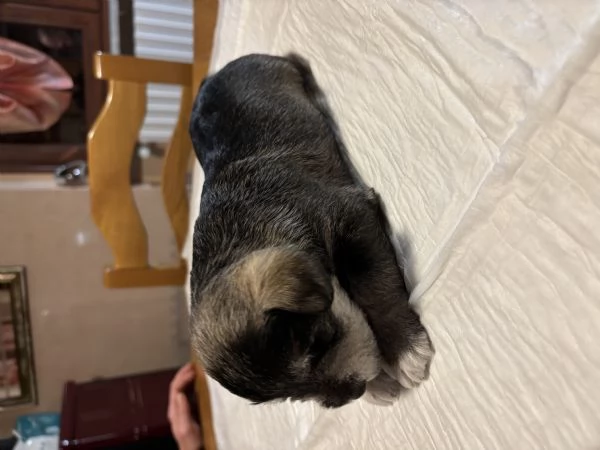 Vendita cucciolo Schnauzer nano maschio  | Foto 0