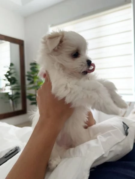 Disponibile bellissimi cuccioli di maltese toy | Foto 4