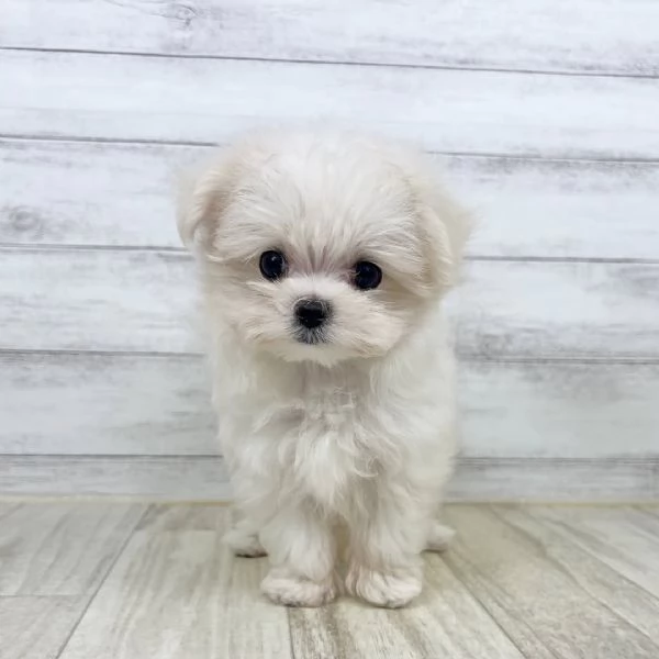 Disponibile bellissimi cuccioli di maltese toy | Foto 1