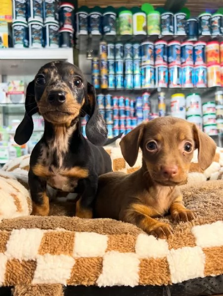 splendide femmine e maschi di Bassotto Kaninchen colore Arlecchino