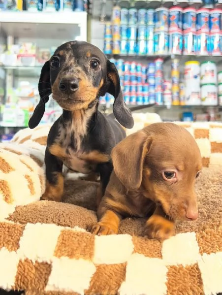 splendide femmine e maschi di Bassotto Kaninchen colore Arlecchino | Foto 3