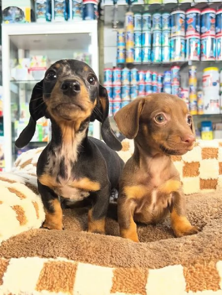 splendide femmine e maschi di Bassotto Kaninchen colore Arlecchino | Foto 2