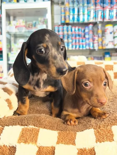 splendide femmine e maschi di Bassotto Kaninchen colore Arlecchino | Foto 1