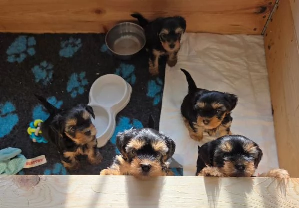 Tre adorabili cuccioli di Yorkshire Terrier cercano una casa amorevole. | Foto 2
