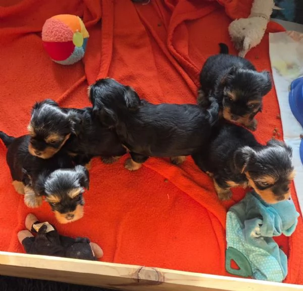 Tre adorabili cuccioli di Yorkshire Terrier cercano una casa amorevole. | Foto 1