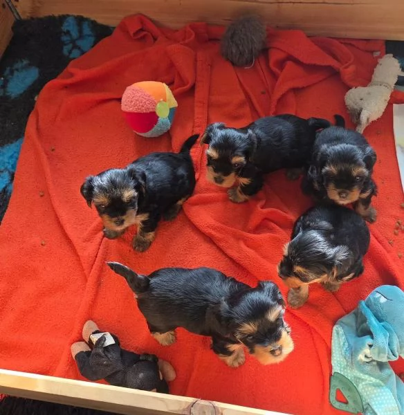 Tre adorabili cuccioli di Yorkshire Terrier cercano una casa amorevole. | Foto 0