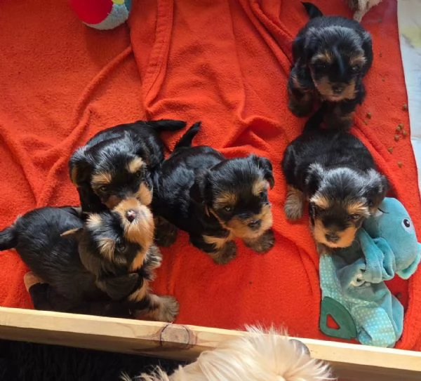 Tre adorabili cuccioli di Yorkshire Terrier cercano una casa amorevole.