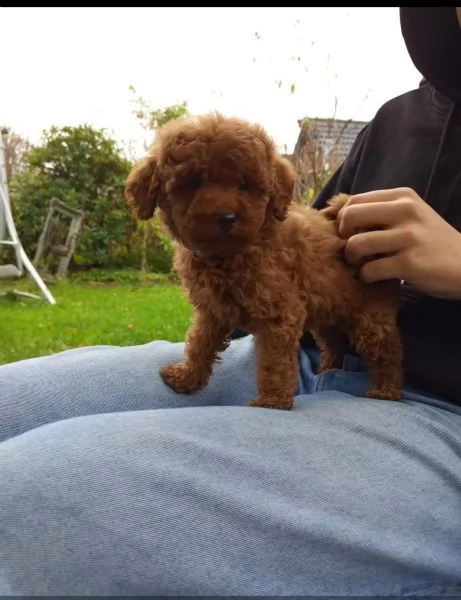 cuccioli di barboncino toy cercano una nuova casa | Foto 1
