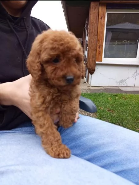 cuccioli di barboncino toy cercano una nuova casa | Foto 0