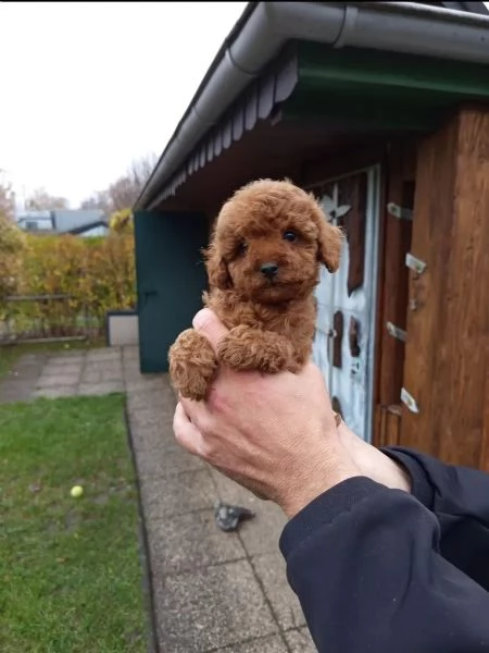 cuccioli di barboncino toy cercano una nuova casa