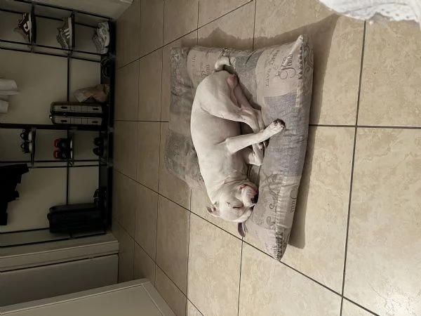 Pitbull bianco | Foto 1