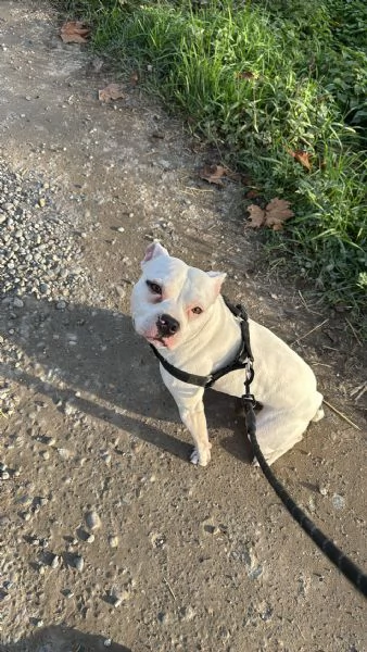 Pitbull bianco | Foto 0