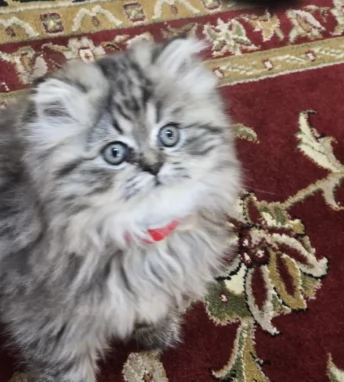 stupendi Gattini Persiano | Foto 0