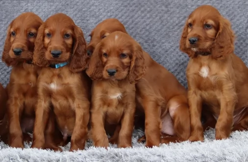 Bellissimi cuccioli di setter irlandese