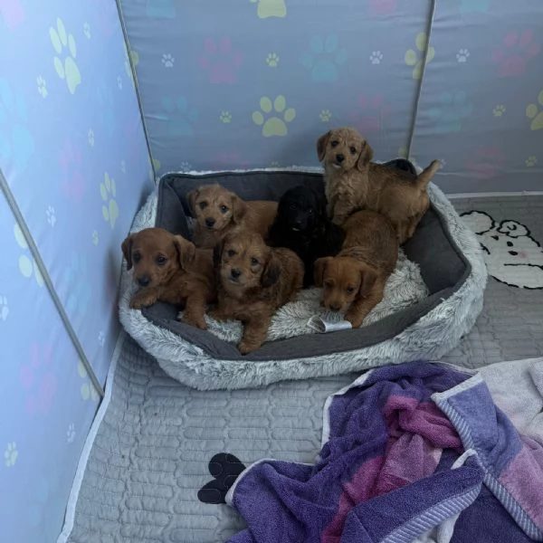 Doxiepoo- barboncino e bassotto 