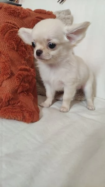 Cuccioli di chihuahua 
