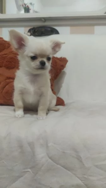 Cuccioli di chihuahua  | Foto 1