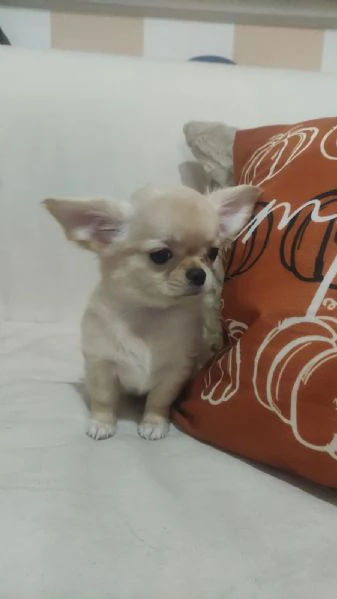 Cuccioli di chihuahua  | Foto 0