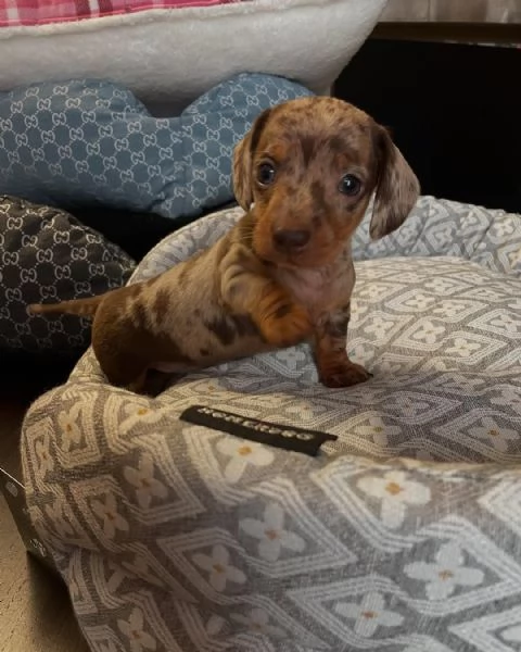 Disponibili cuccioli di bassotto tedesco. | Foto 1