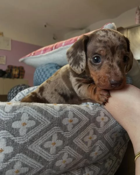 Disponibili cuccioli di bassotto tedesco. | Foto 0