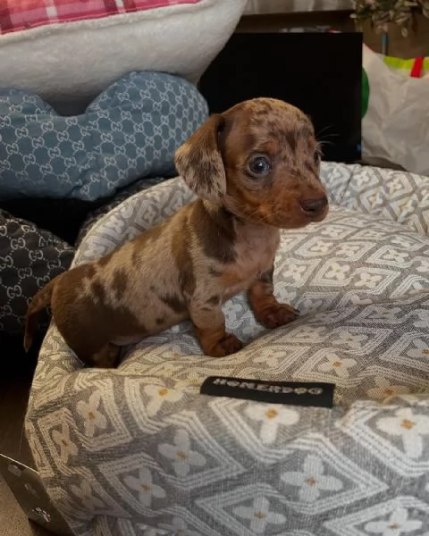 Disponibili cuccioli di bassotto tedesco.