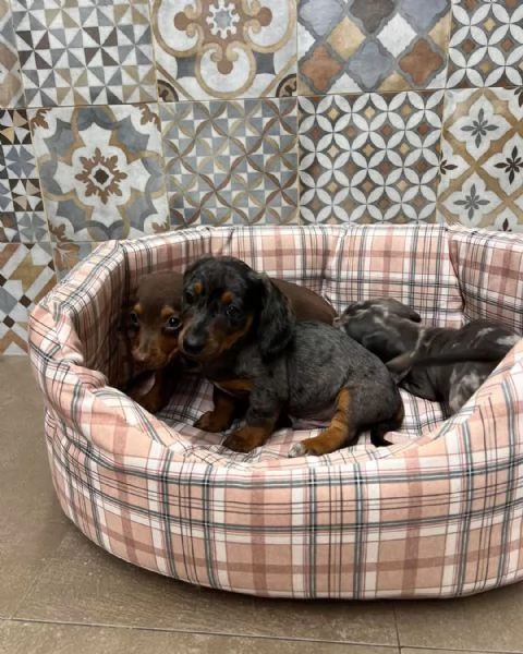 Cuccioli di bassotti Arlecchino kaninchen nani | Foto 2