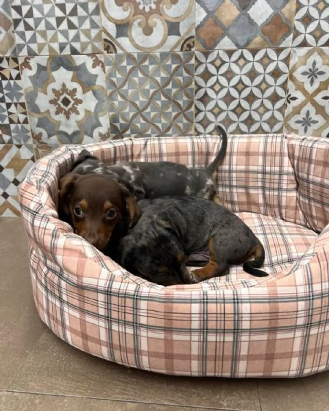 Cuccioli di bassotti Arlecchino kaninchen nani | Foto 1