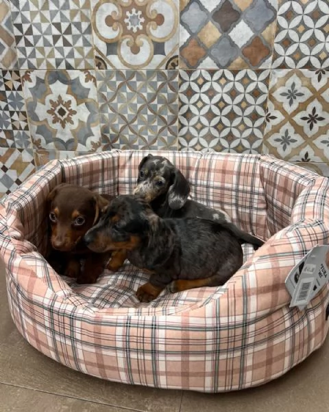 Cuccioli di bassotti Arlecchino kaninchen nani | Foto 0