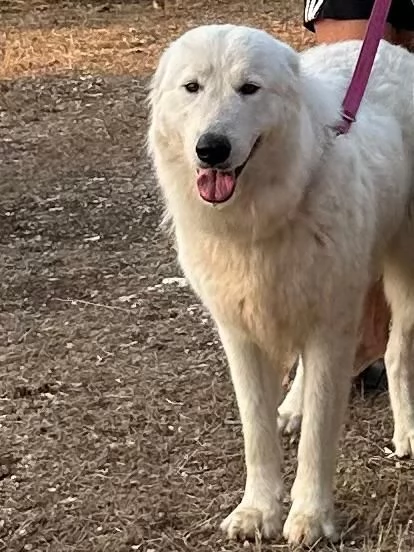 Cucciolo pastore maremmano pedigree | Foto 2