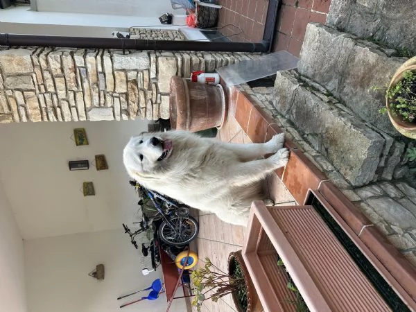 Cucciolo pastore maremmano pedigree | Foto 0