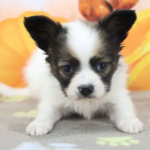 Regalo papillion Mini (cuccioli maschio e femmina)