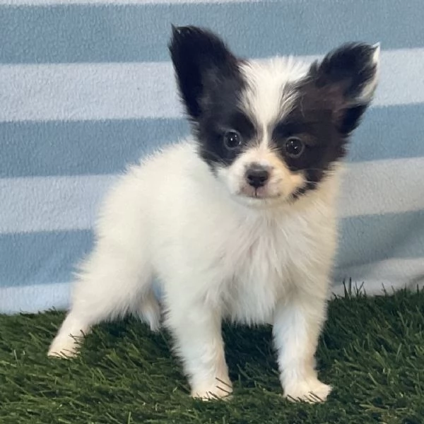 Regalo papillion Mini (cuccioli maschio e femmina) | Foto 0