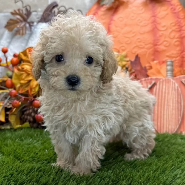 1. Barboncino Toy (cuccioli maschio e femmina)