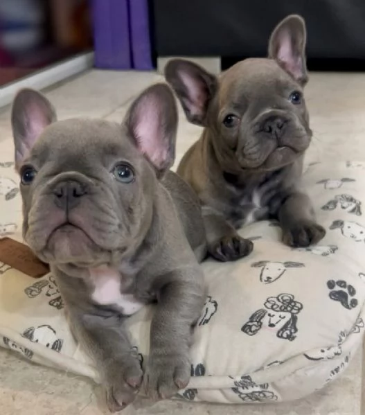 Regalo Bulldog Francese (cuccioli maschio e femmina)