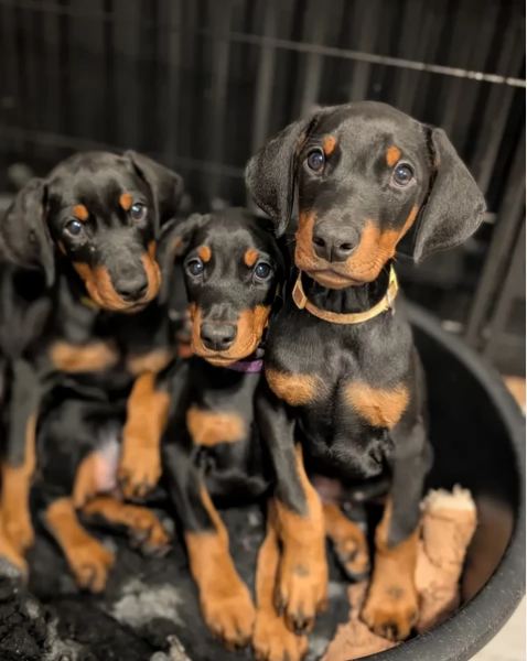 Adozione di Cuccioli Dobermann