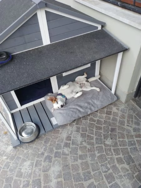 Regalo Jack Russell | Foto 5