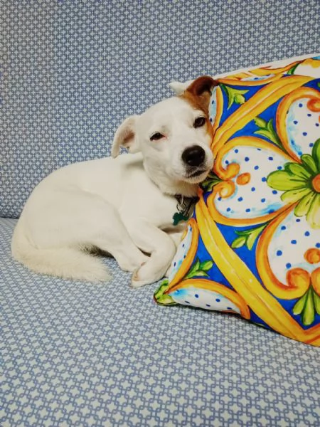 Regalo Jack Russell | Foto 4