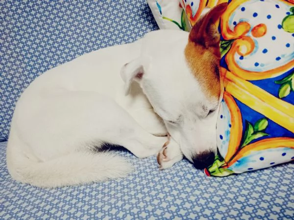 Regalo Jack Russell | Foto 3